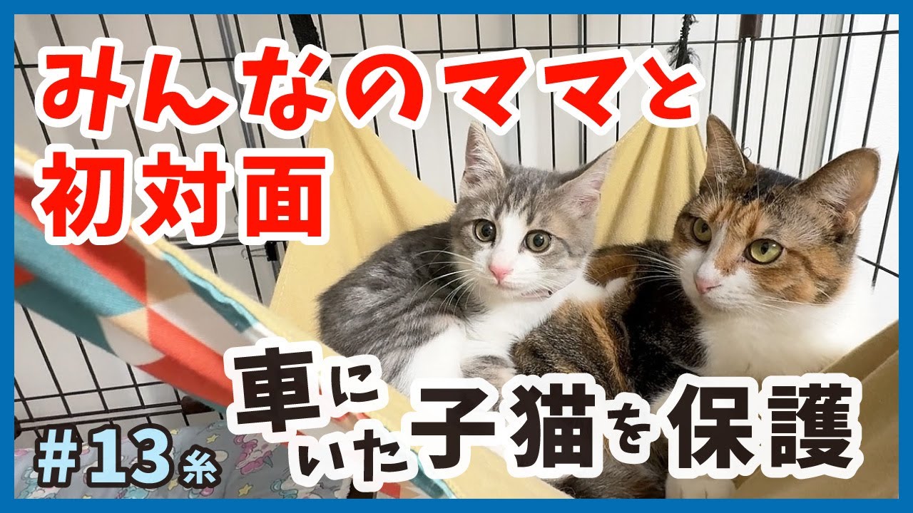 【子猫 車から保護】威嚇でウチの子認定ならず!?可愛い子猫が今日も癒やしを運びます。【保護猫・糸13】/cat and police