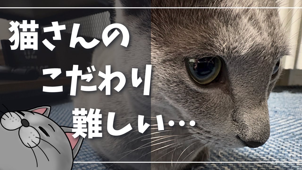 あなたの猫さん、トイレ環境に満足してますか？【ロシアンブルー】