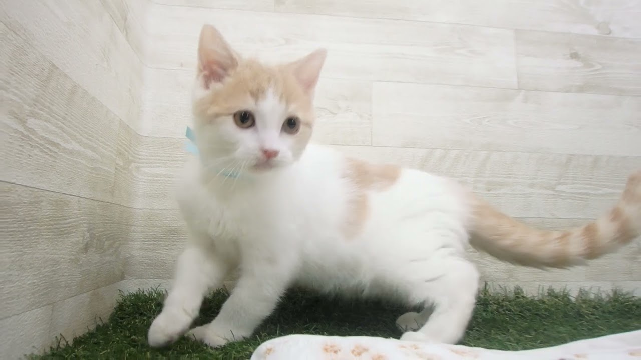 ペットショップcoo&riku No.00657914 ブリティッシュショートヘアー