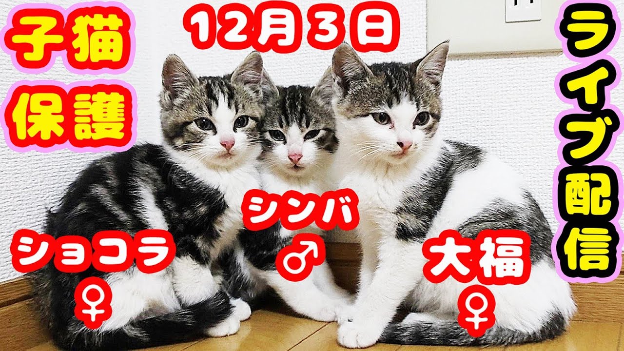 【子猫 保護】海辺寒波子猫3匹保護家猫になり温かいお部屋で太っちゃいました 1匹結膜炎、猫風邪で病院行ってきました 保護猫シェルターからライブ配信