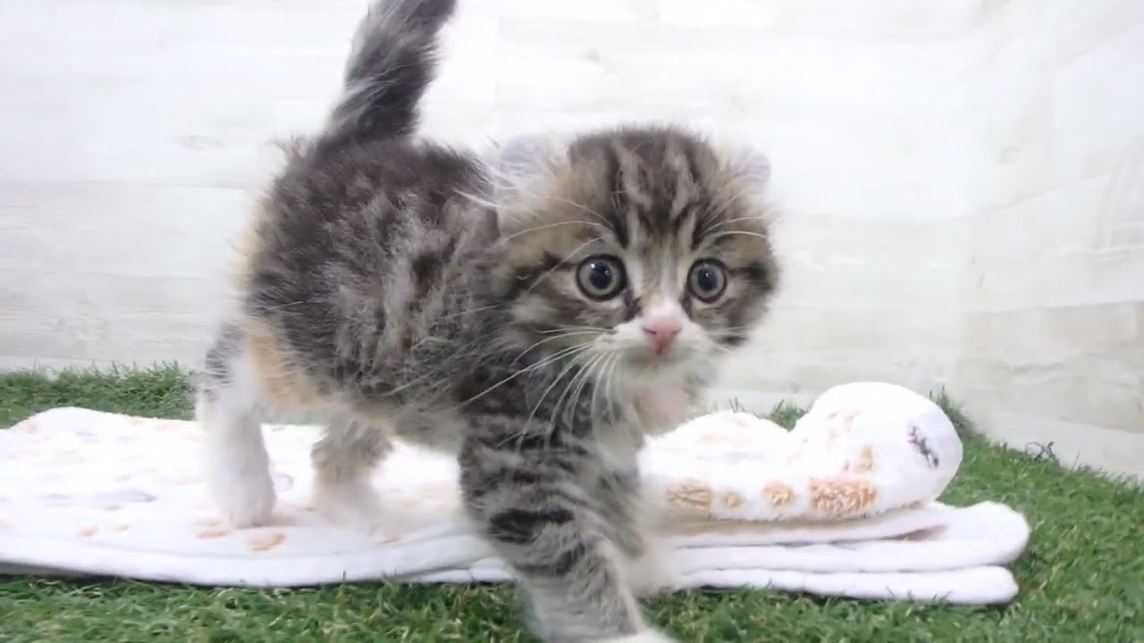 Coo&RIKU　No00657568 アメリカンカール