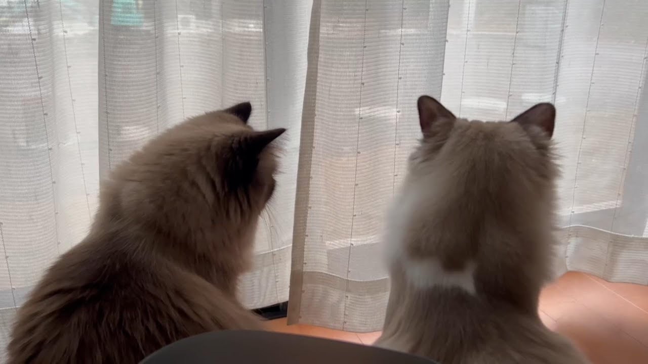 【猫】【ヒマラヤン】強風で落ち葉が舞うのを楽しむグリンとらん丸。#猫　#cat
