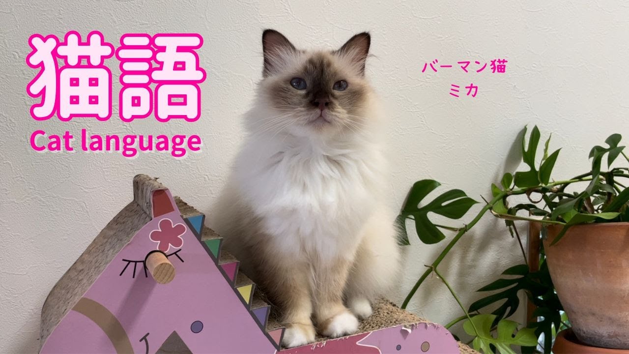 バーマン猫ミカ【猫語】Cat language（バーマン猫）Birman/Cat