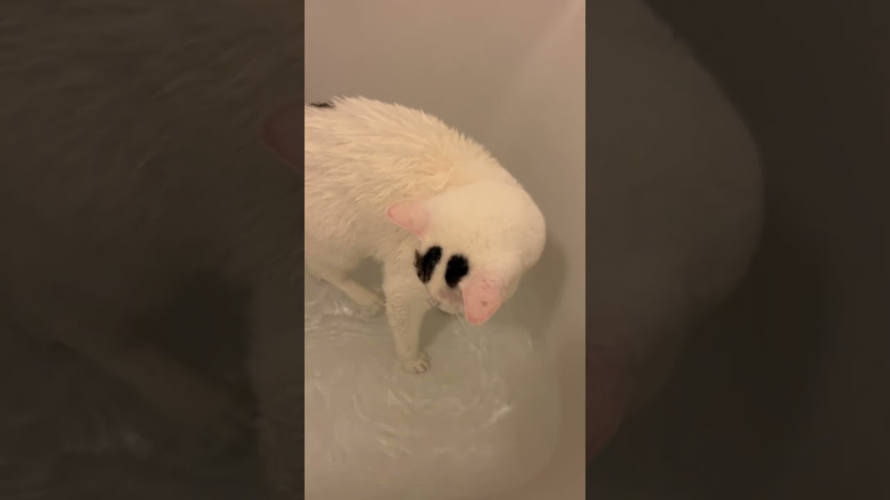 猫銭湯の湯加減はさいこうdethニャ😸♨️