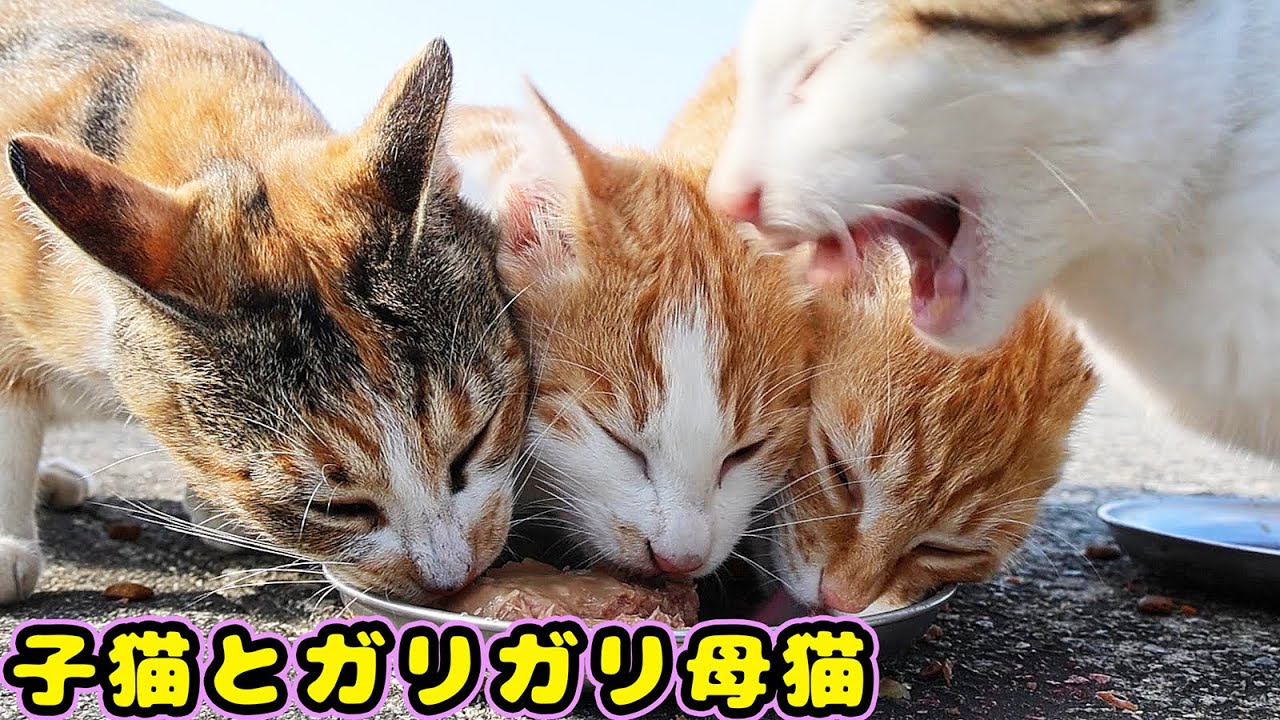 空腹な子猫とガリガリ母猫がネコちゃんの牛乳をガブ飲みしてまぐろジュレをすごい勢いで食べる
