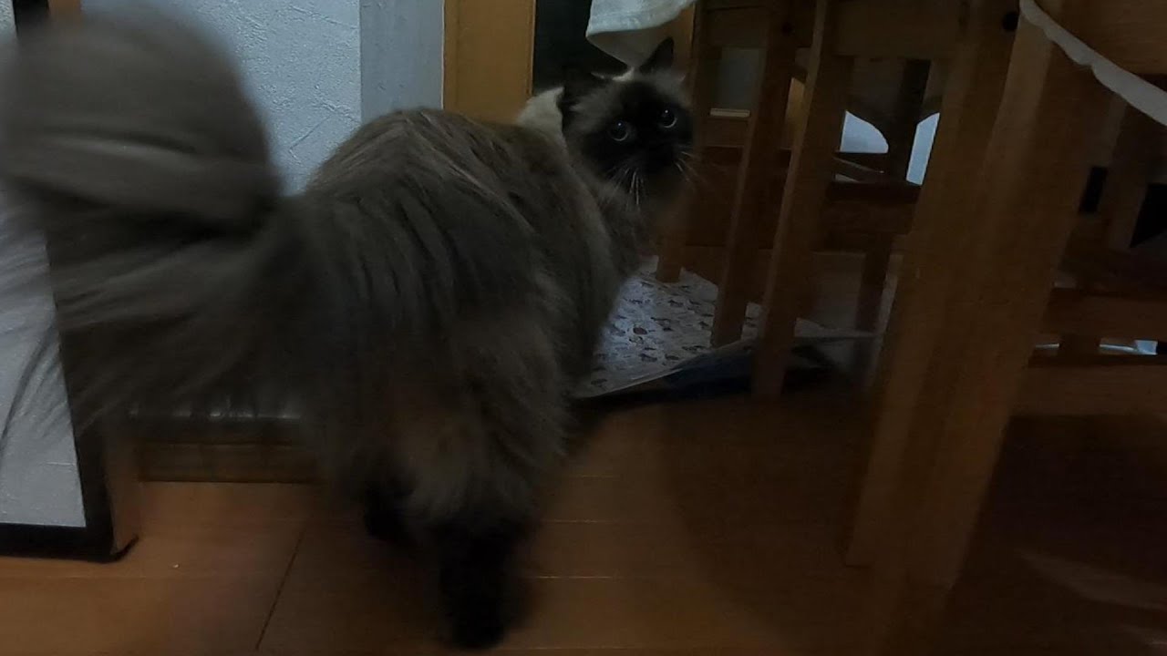 【猫】【ヒマラヤン】いつもと違う部屋の様子に喜んで遊ぶニャンコたち。#猫　#cat
