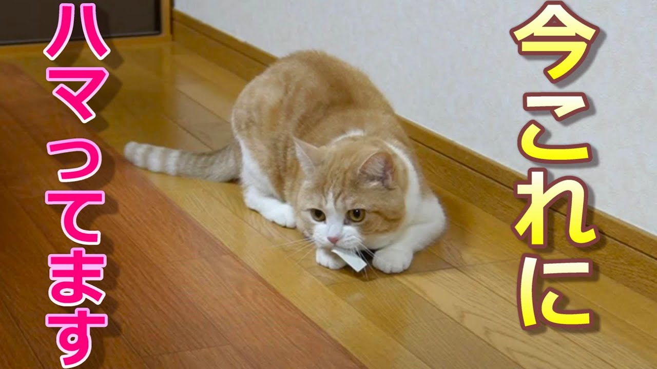 最近猫達がハマっているもの【スコティッシュフォールド】【アビシニアン】