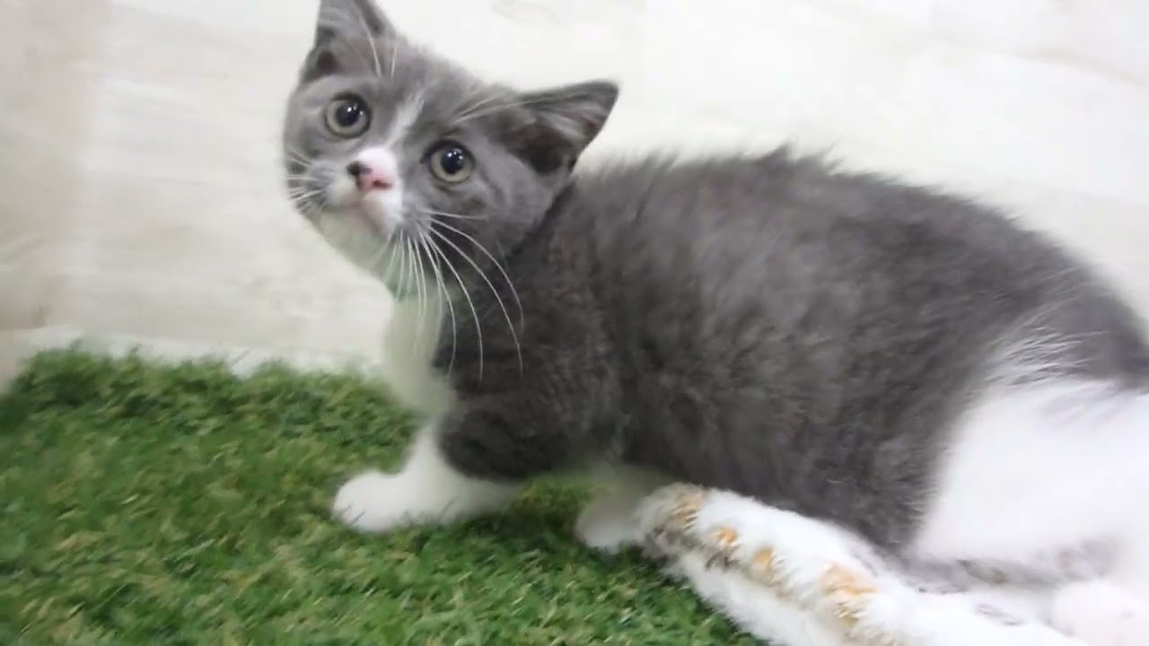 Coo&RIKU　No00657524 アメリカンカール