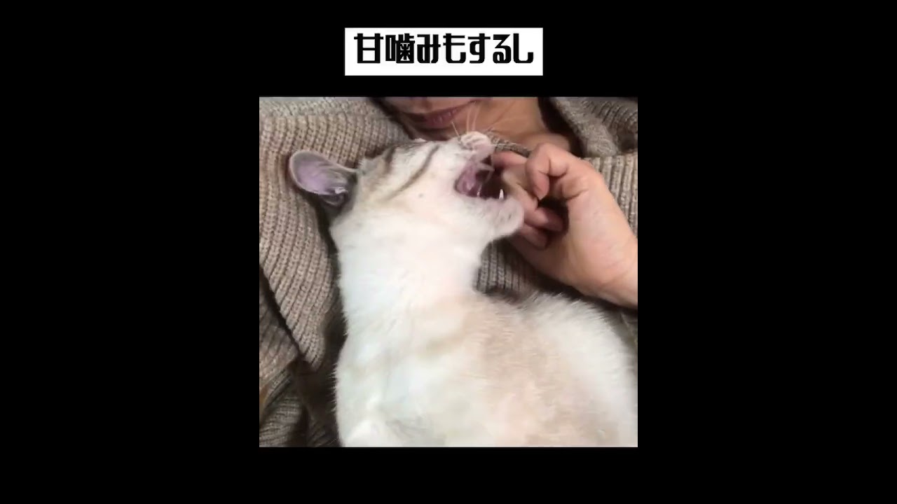 シャム系ロー君❤️#里親募集中