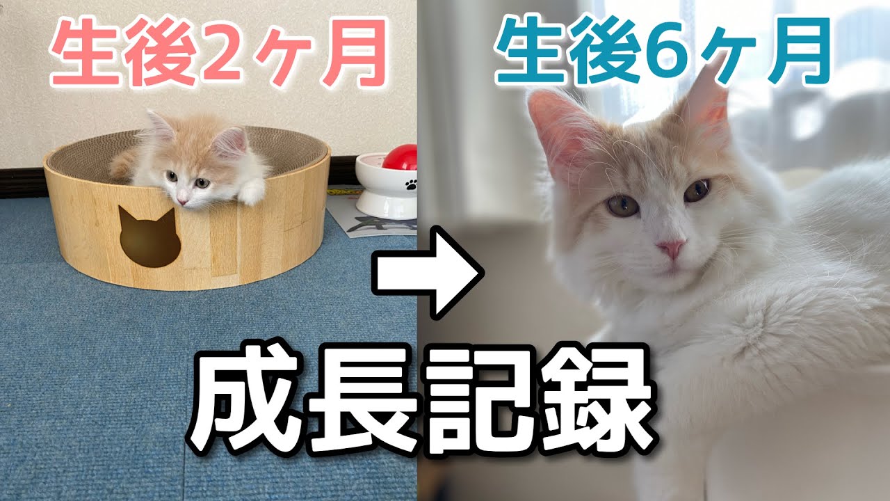 サイベリアンの子猫の成長記録【生後６ヶ月まで】