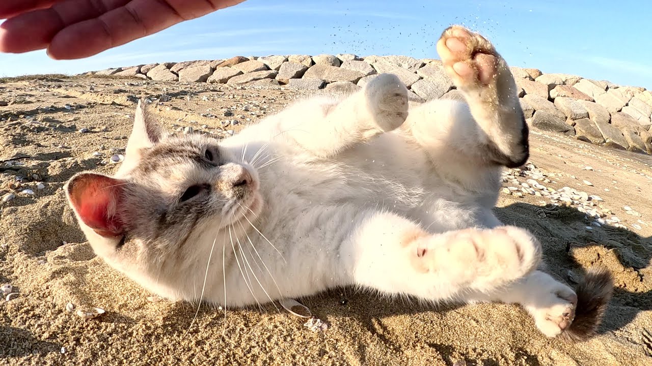砂浜へ行くと、美猫のシャムミックス猫が転げ回って歓迎してくれた