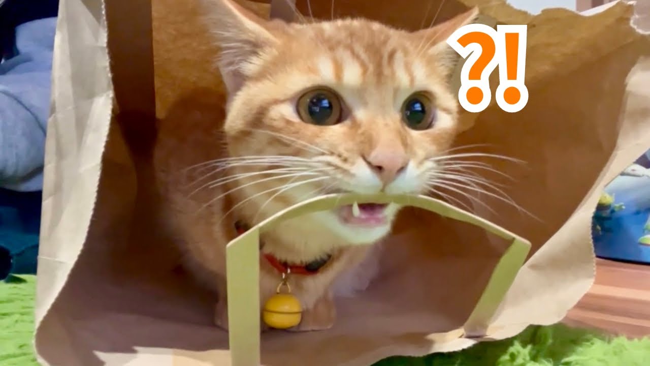 【保護猫】袋に入っている子猫を撮っていたら攻撃されましたwww