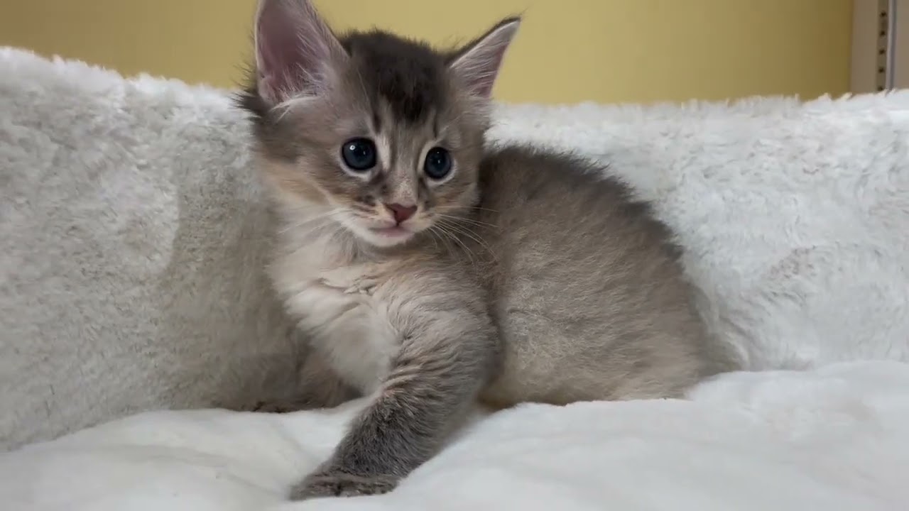 ソマリ タレ目のソマリちゃん♪