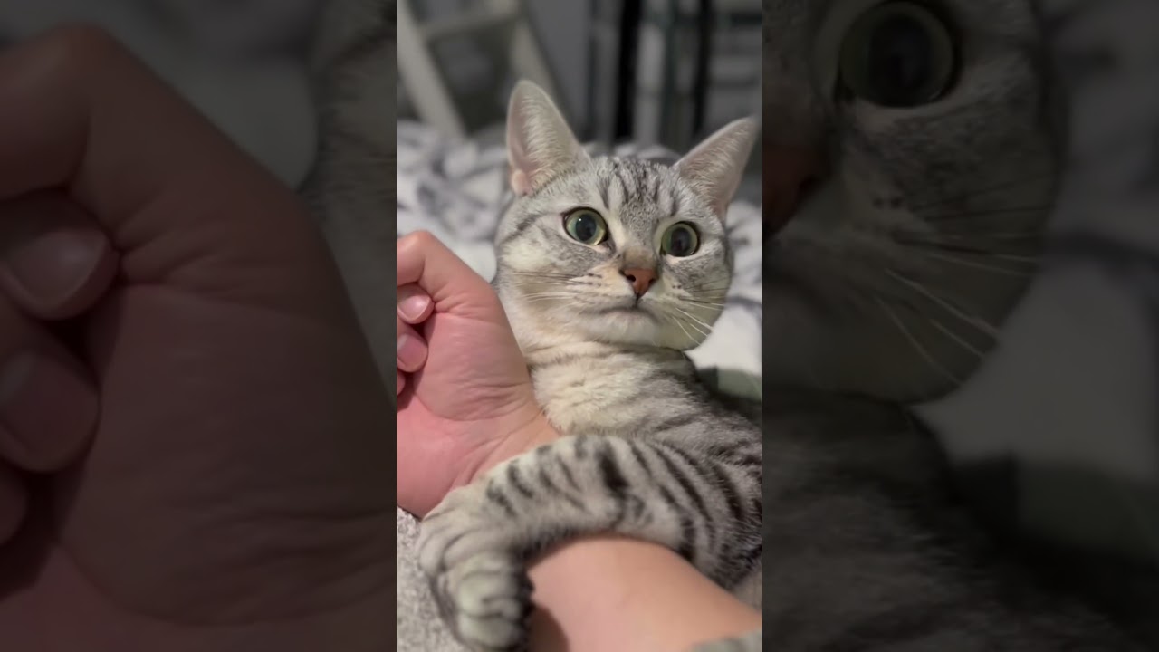 猫が甘えん坊すぎて、どこにも行けない件について...笑【#Shorts】#ねこ #猫 #cat