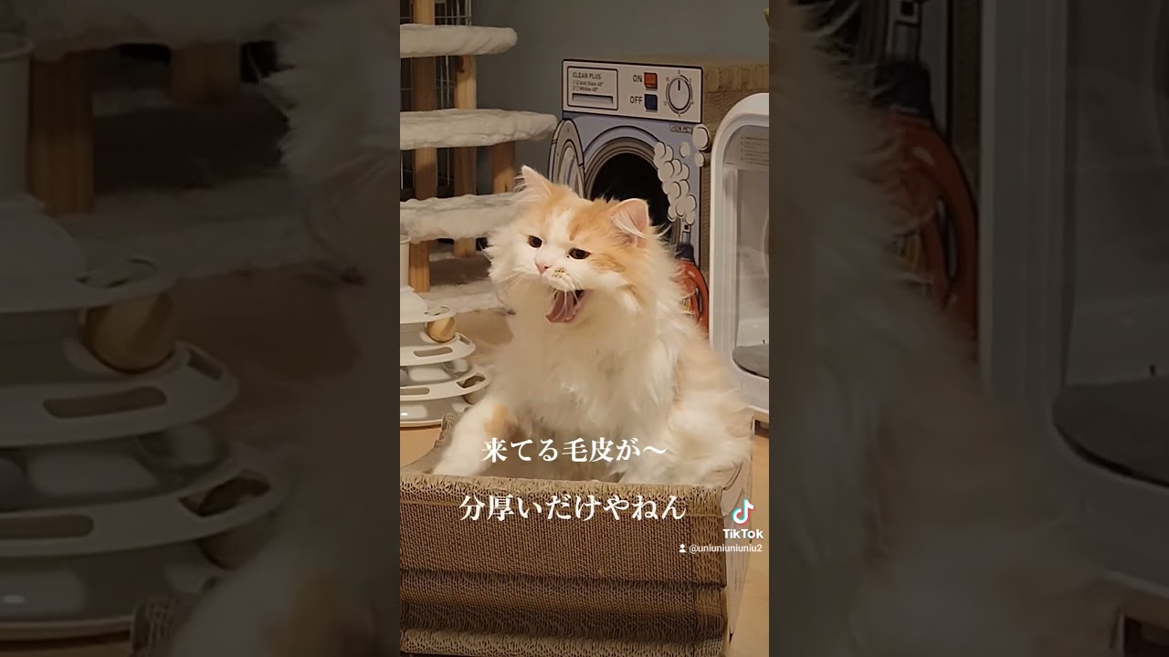 モフッ#ラガマフィン #猫動画 #cat