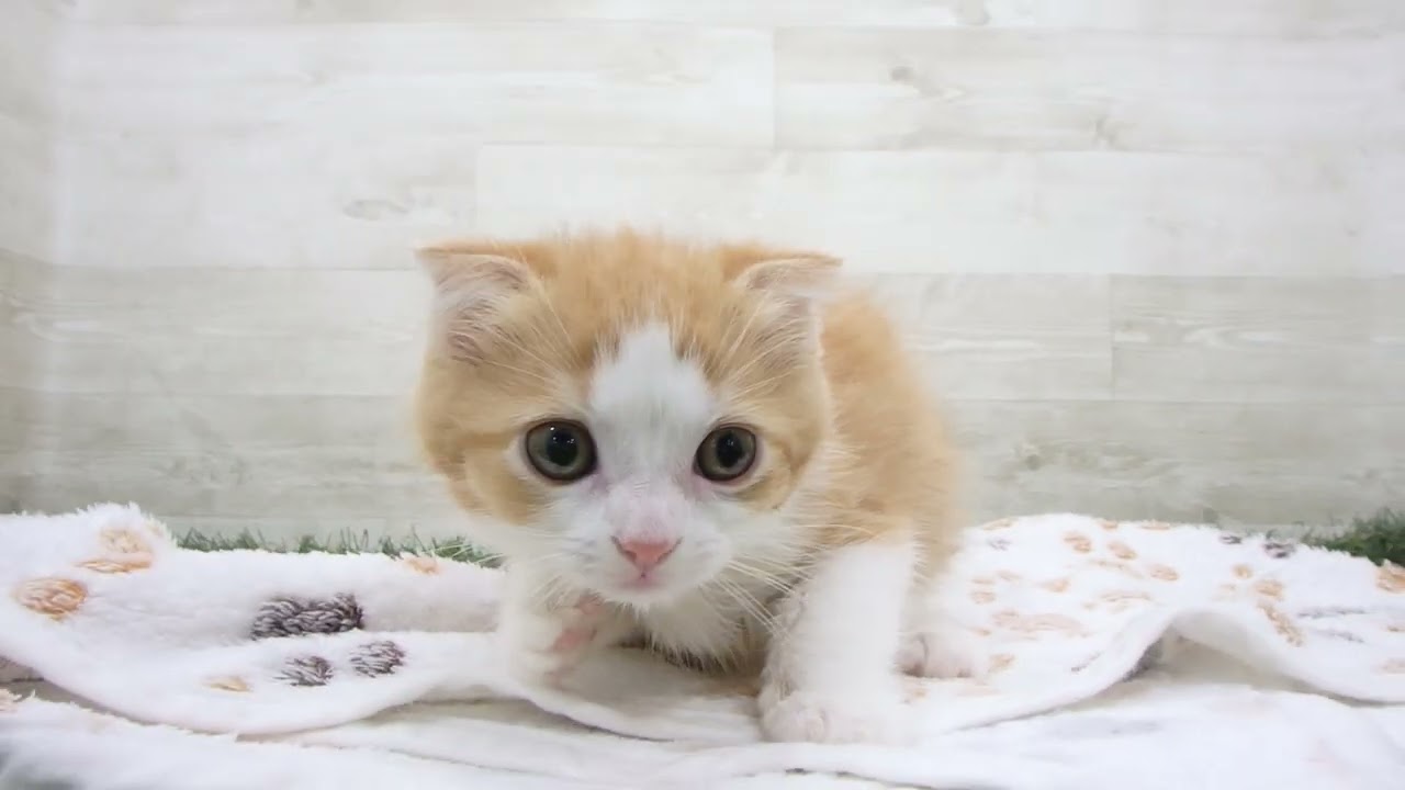 Coo&RIKU　No00656148 スコティッシュフォールド