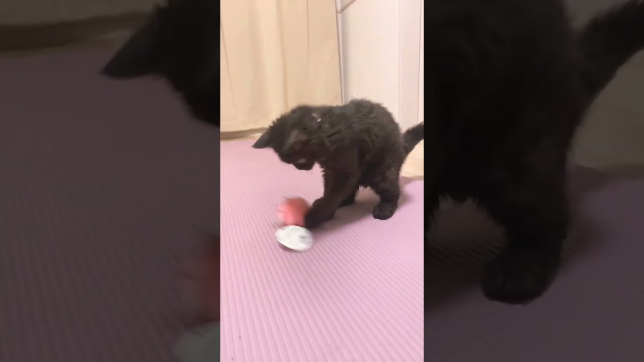 【とらとらと。】メンダコフィーバー。　#猫 #vlog #ネコ #ミヌエット #セルカークレックス #子猫