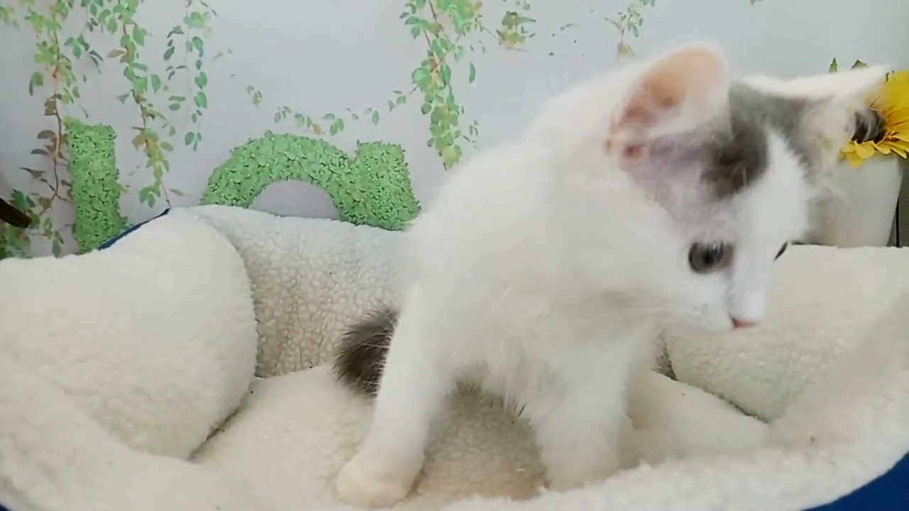 657490 ラガマフィン