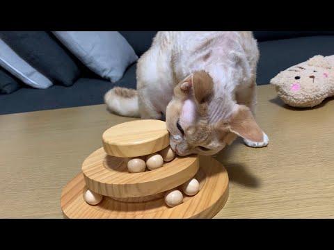 デボンレックス兄とくるくるタワーでおやつ取り出し遊びをしました(Playing with Devon Rex cat with the wooden tower toy)