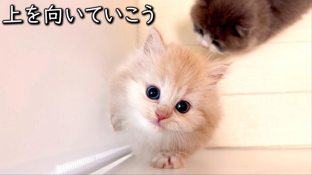 【マンチカンの子猫】子猫ちゃん達は上を向いていく感じな件 ∼猫のいる生活Vol.847~ 出産動画 マンチカン短足・ミヌエット・ペルシャ猫専門ブリーダー『ペット蔵人』【子猫の成長記録】