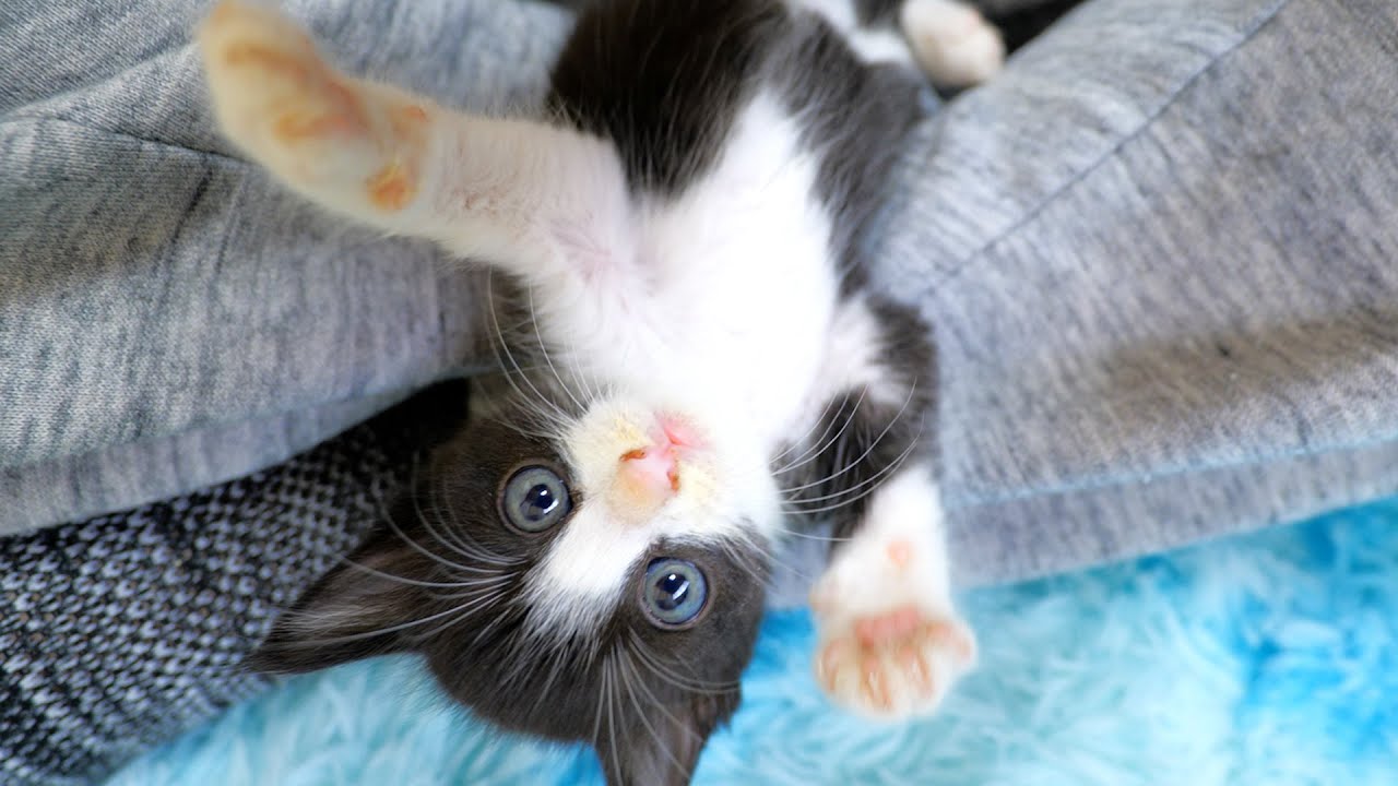 激おこプンプンな子猫がめっちゃ可愛いｗｗｗ【道路のずぶ濡れ子猫保護4日目】