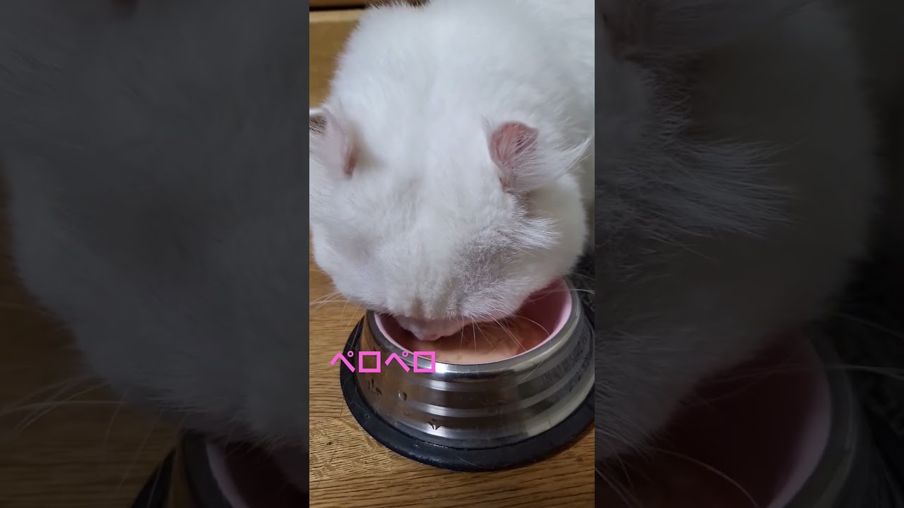 【オッドアイ幸せを呼ぶ猫】お気にめさないラビちゃん#猫#cat#白猫#キンカロー#shorts