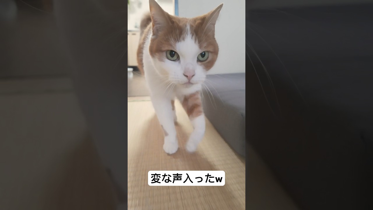 鳴き声クセ強いw #スコティッシュフォールド #ねこのいる生活 #猫 #猫おもしろ #djipocket3