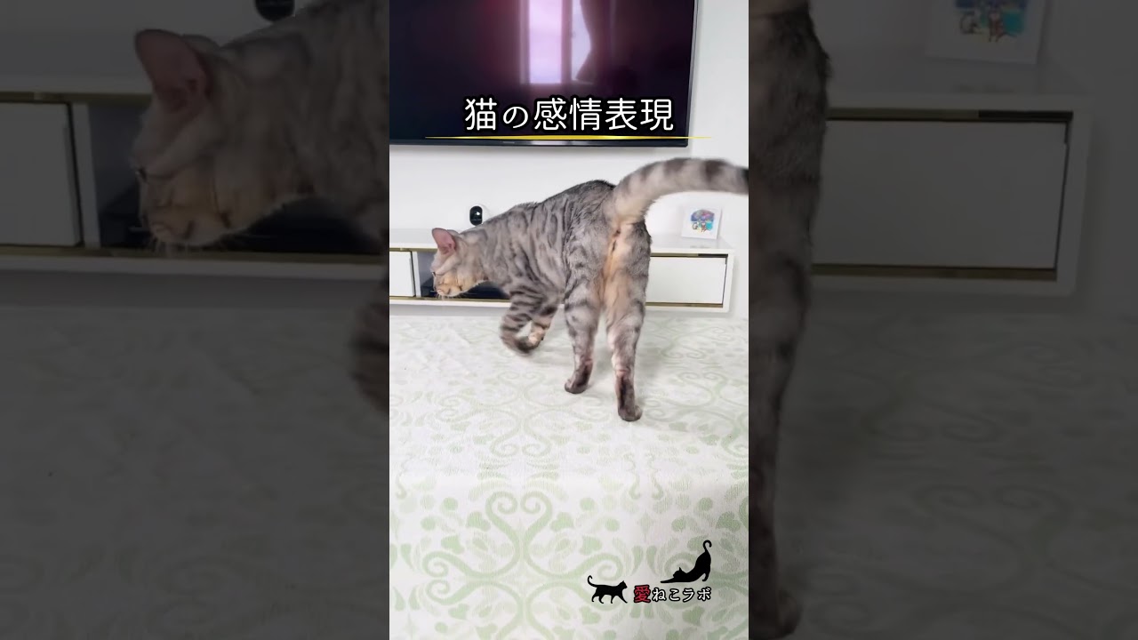 猫の小さな鳴き声には… #shorts #cat #ねこ #ベンガル猫 #シルバーベンガル猫 #猫名言