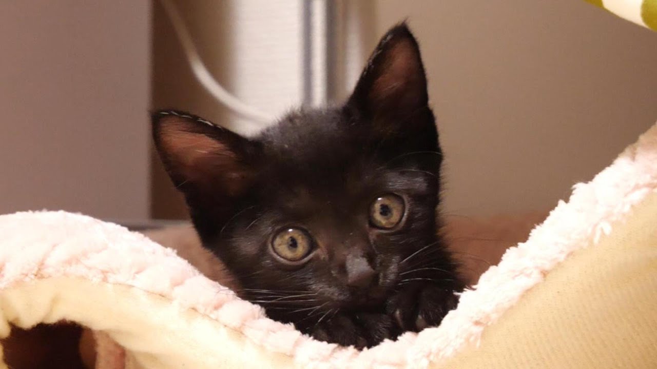 【ひとりぼっちで保護された子猫】ふかふかのベッドの上で嬉しそうに眠る子猫のキキちゃん【赤ちゃん猫　保護猫】