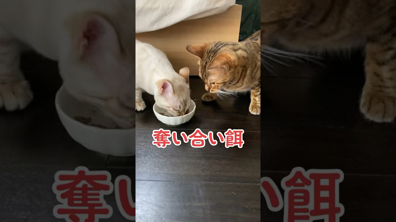 【子猫動画】ホワイトベンガル　生後4ヶ月半！　ご飯争奪戦w　ベンガル猫　ネコ　ねこ　#cat #bengalcat #ベンガル #ベンガル猫 #ベンガル子猫 #子猫 #bengal #猫