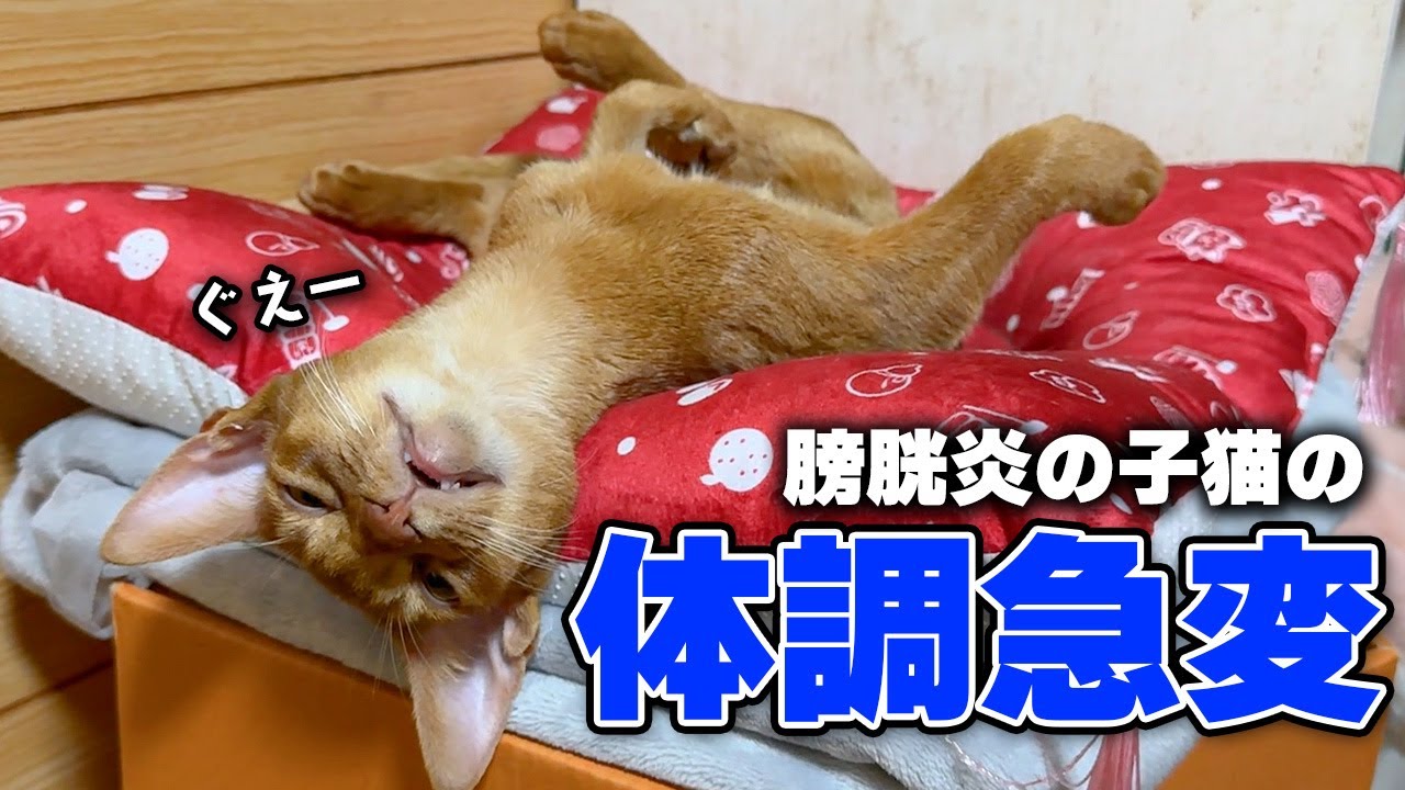 膀胱炎になってしまった子猫の体調が急変したので病院に連れて行ったらまさかの結果に…