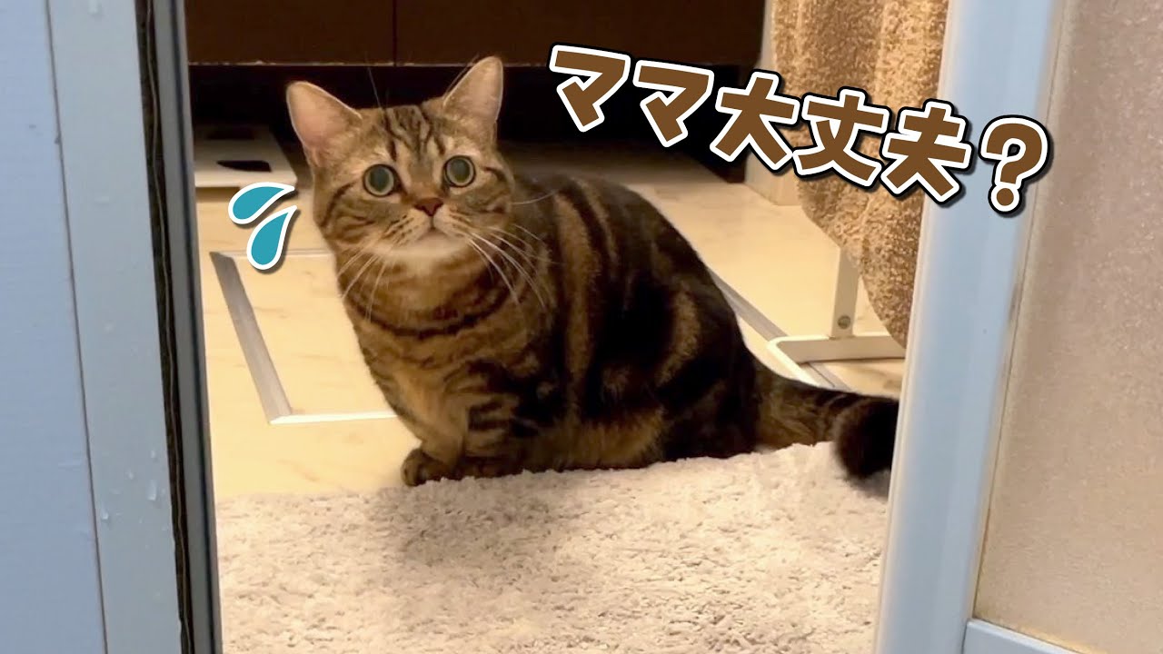 久しぶりに長風呂してたら猫が心配して見に来ました…