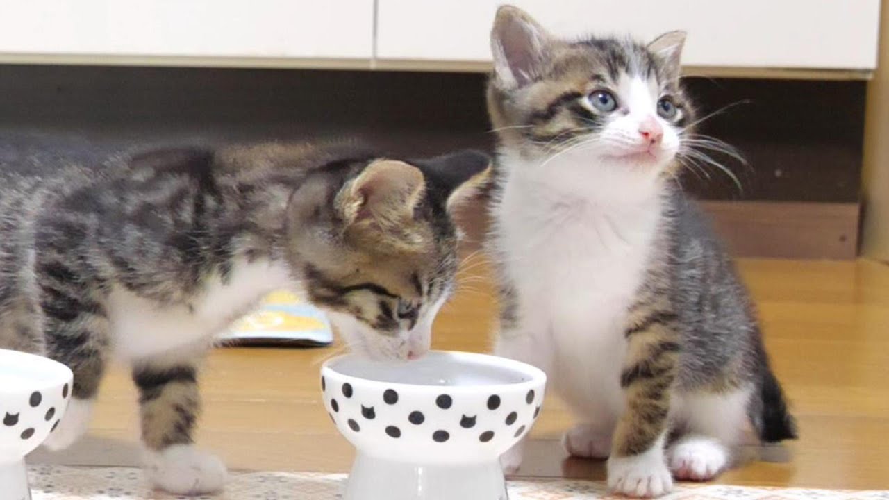 弱肉強食の世界！！よそ見してたら取られちゃうよ【赤ちゃん猫　子猫　保護猫】