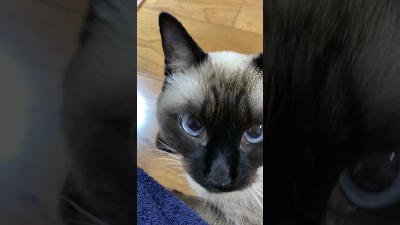 【2023.12.05】今日のシャム猫のふくさん（音無し）【たぬき猫】 #shorts