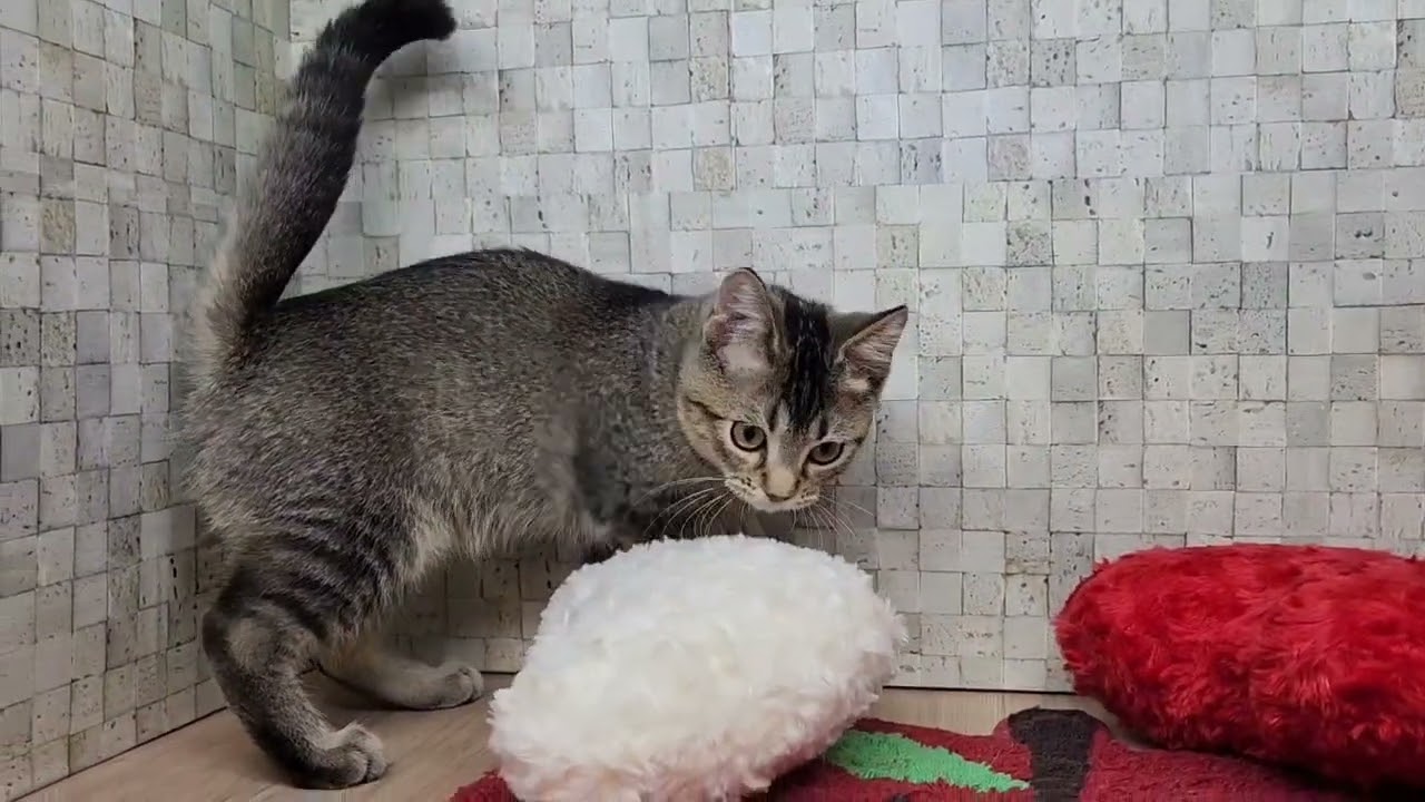 Coo&RIKU　No00651975アメリカンカール