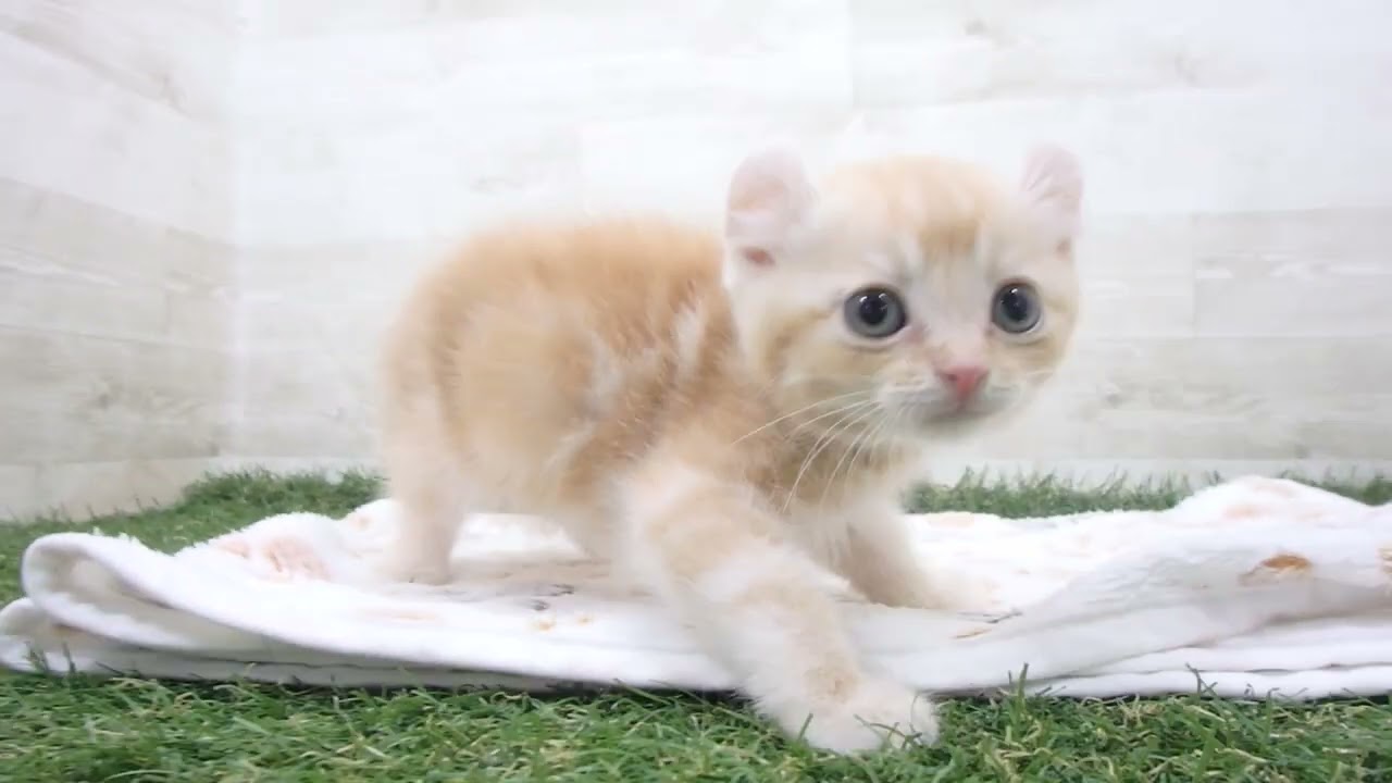 Coo&RIKU　No00657567 アメリカンカール