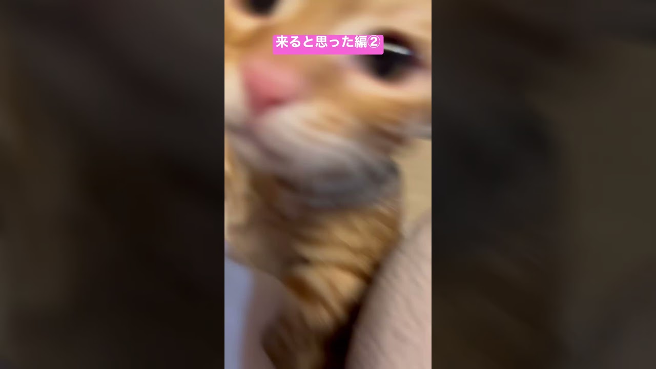 やっぱり来るよね🐱 #キンカロー #猫 #子猫 #猫のいる暮らし #cat #catlover #catvideos #고양이 #catlovers #catvideo