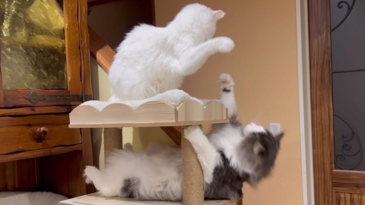 【独特】毛づくろいをしながら猫パンチを繰り出すノルウェージャンフォレストキャットと、倍返しするターキッシュアンゴラwww