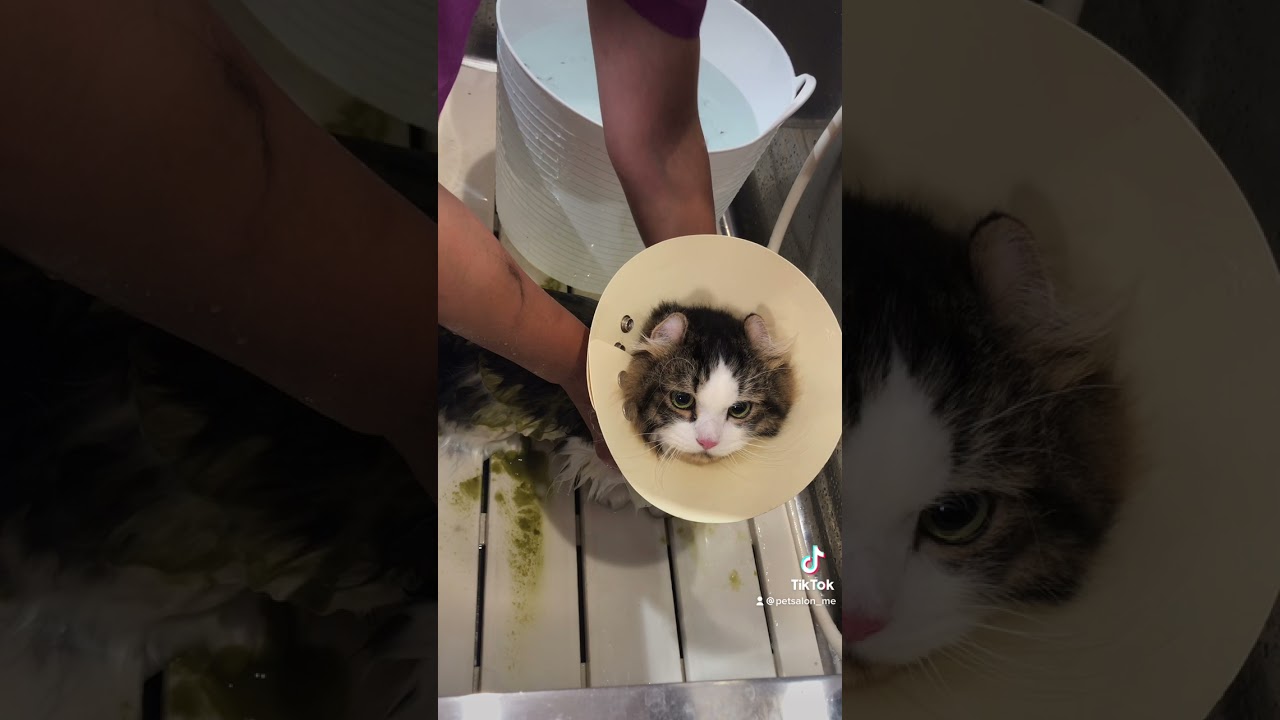 キンカローのもん太くんが来てくれました　京都市南区　ペットサロンみぃ〜