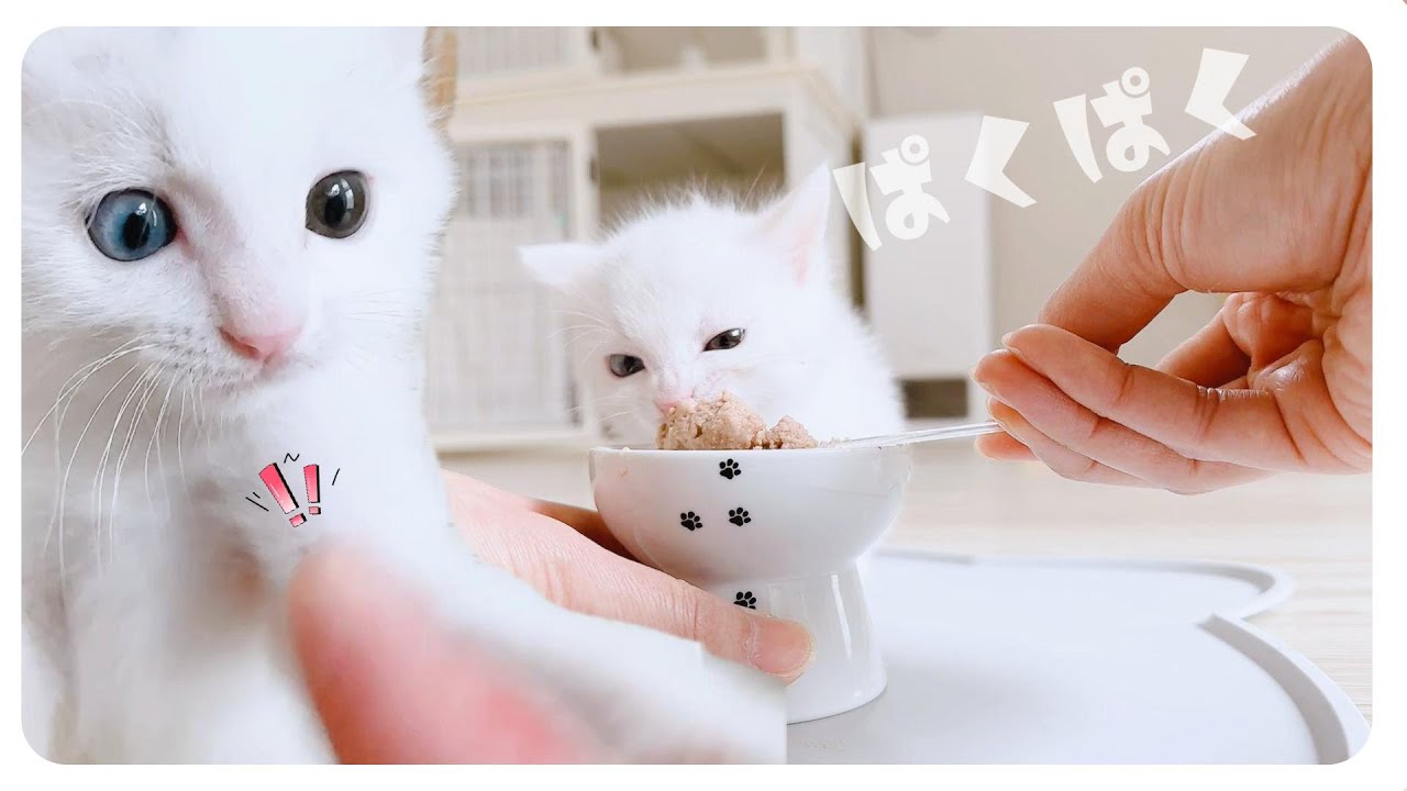 「クチャクチャ」眉間にしわを寄せて食べる子猫がかわいい【保護猫生活30日目】