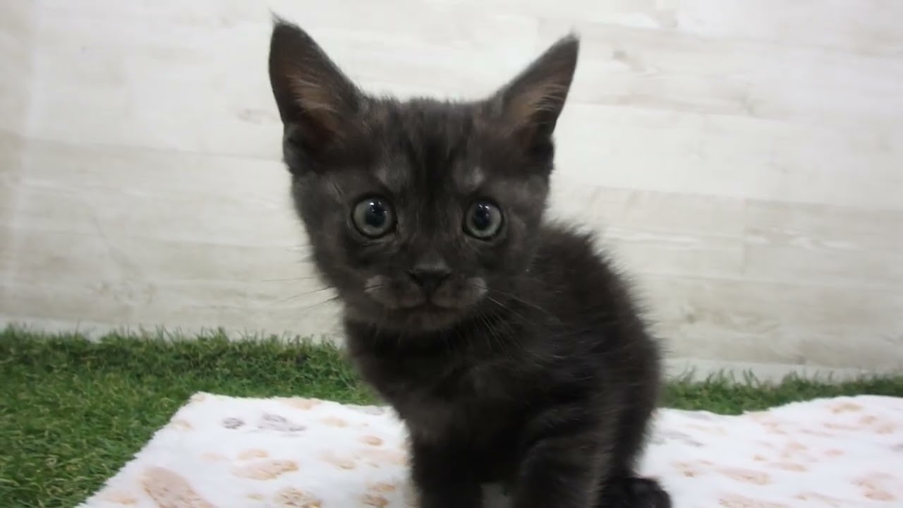 Coo&RIKU　No00657515 スコティッシュフォールド