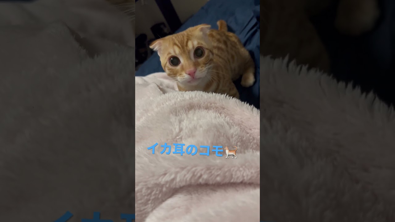 イカ耳のコモドン🐈やっぱり最後やられるよね🥺 #キンカロー #cat #猫 #cutecat #子猫 #kitten #猫のいる暮らし #funnycat #animal