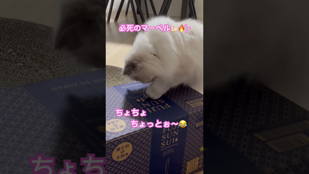 うちのにゃんこマーベル🐈 #shorts #うちのにゃんこ #ヒマラヤン #cat #マーベル #かわいい