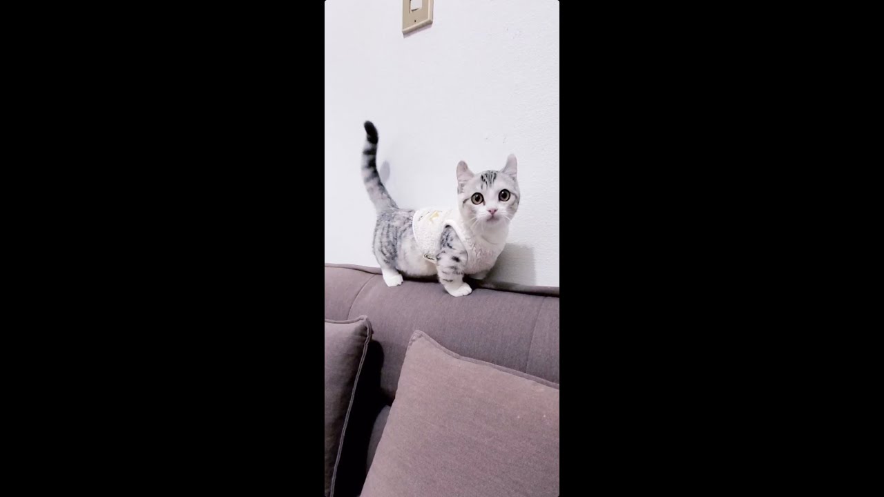 [子猫] ソファの一番高い所に立つ子猫はこちらです  #S14