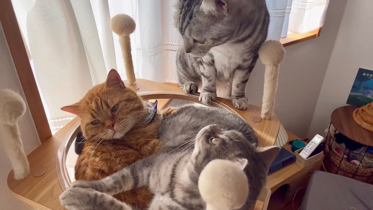 おぎんくんと茶々パパが密着して寝てるのを撮影してたら意地でもカメラに映り込みたいクロくんが... #猫 #マンチカン