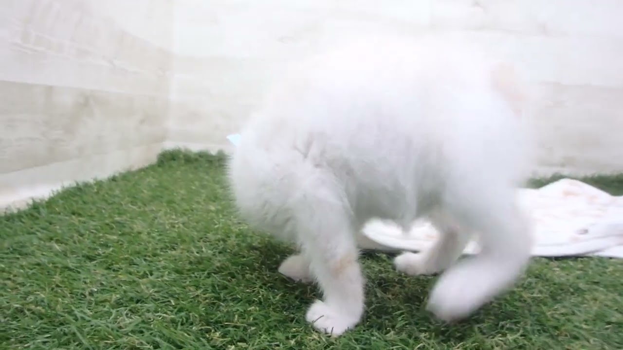 Coo&RIKU　No00657575 アメリカンカール