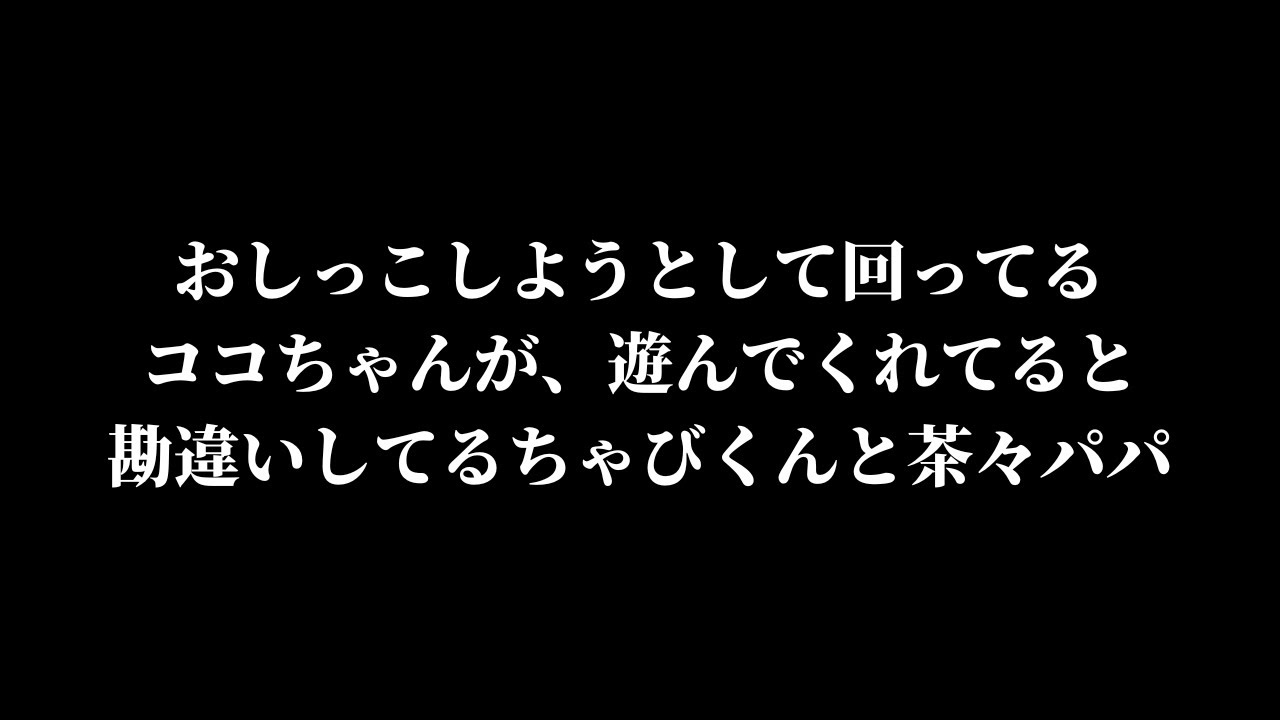 おしっこしようとしてぐるぐる回ってるワンちゃんが遊んでくれてると勘違いしてひっくり返ったちゃびくんと茶々パパ #猫 #マンチカン