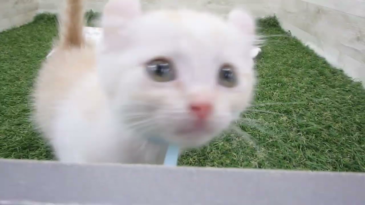 Coo&RIKU　No00657576 アメリカンカール