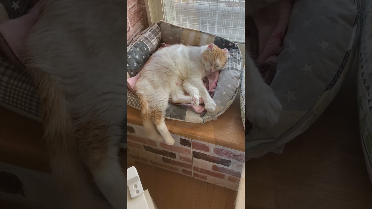 猫の寝顔 #shorts  #猫 #アメリカンカール #cat