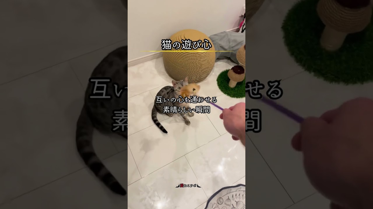 猫とじゃれ合うその時間には… #shorts #cat #ねこ #ベンガル猫 #シルバーベンガル猫 #猫名言